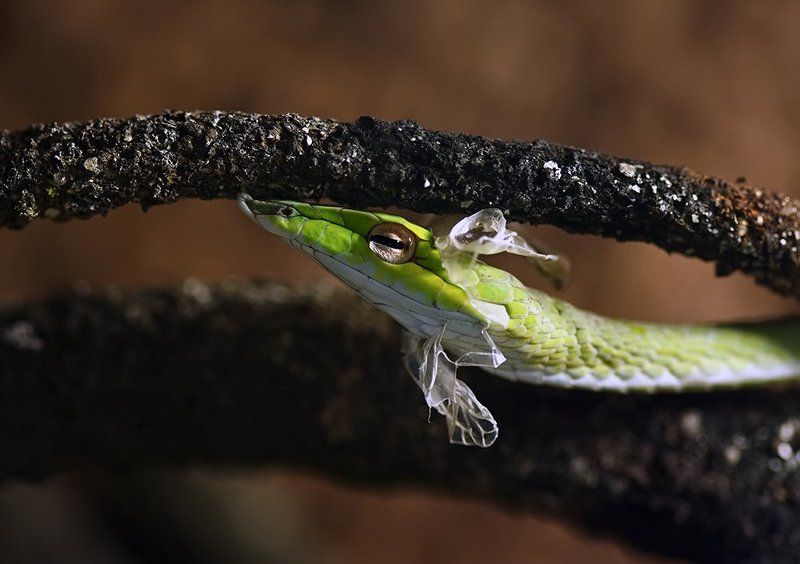 Весеннее обновление фото превью