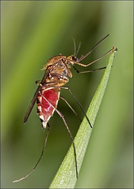 Беленькую мы не пьём... фото превью