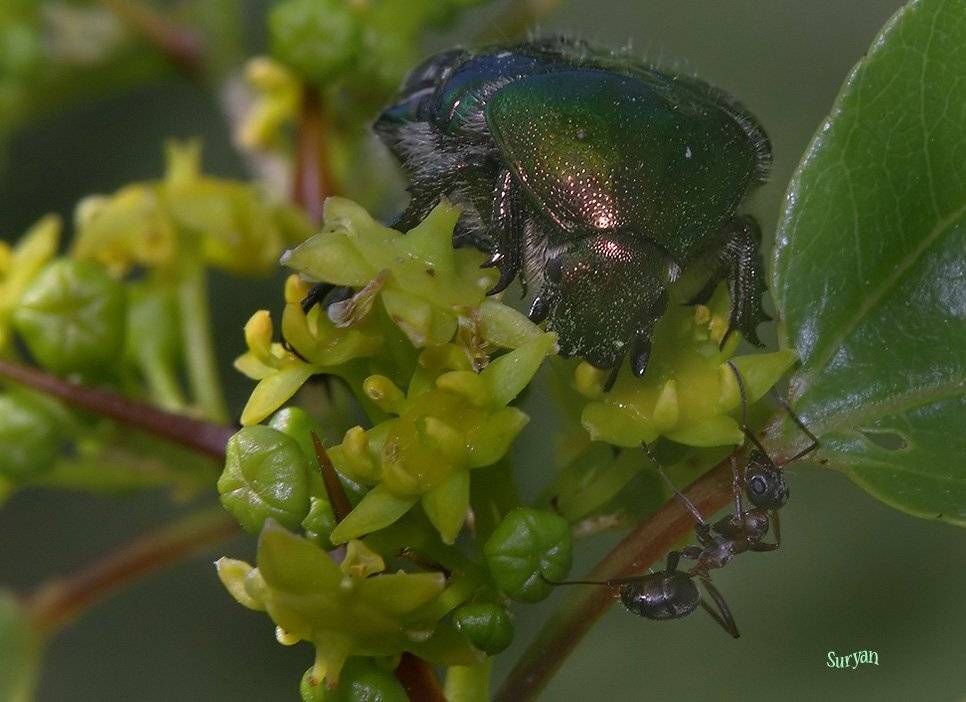 лето, жук, муравей, держи-дерево, suryan