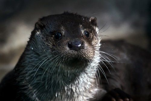 Про непревзойдённую красу... Со звёздочкой на носу...