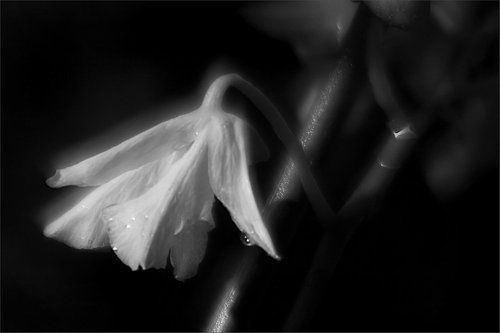 Как будто выпорхнув из снов... Она была невестой средь моих цветов..