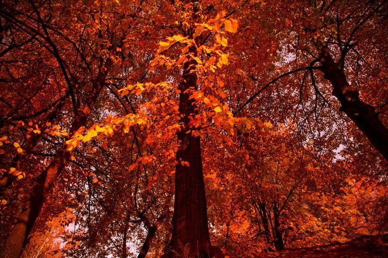 Осень фото превью