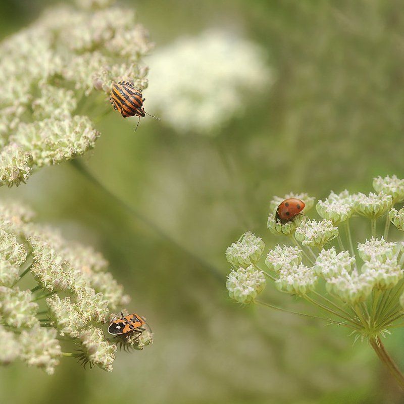 любовный треугольник фото превью