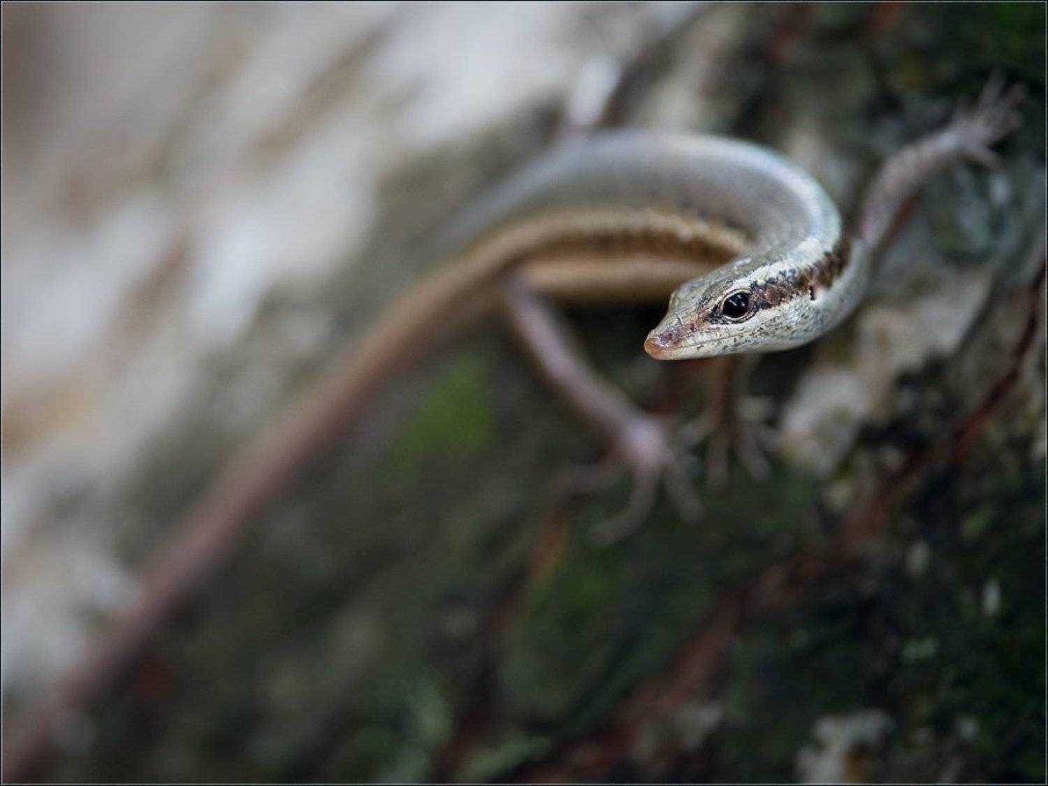 сейшелы,ла диг,ящерица,, Александр Константинов