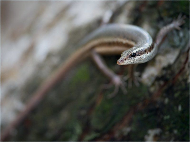 сейшелы,ла диг,ящерица, Да! Вот такая я! фото превью