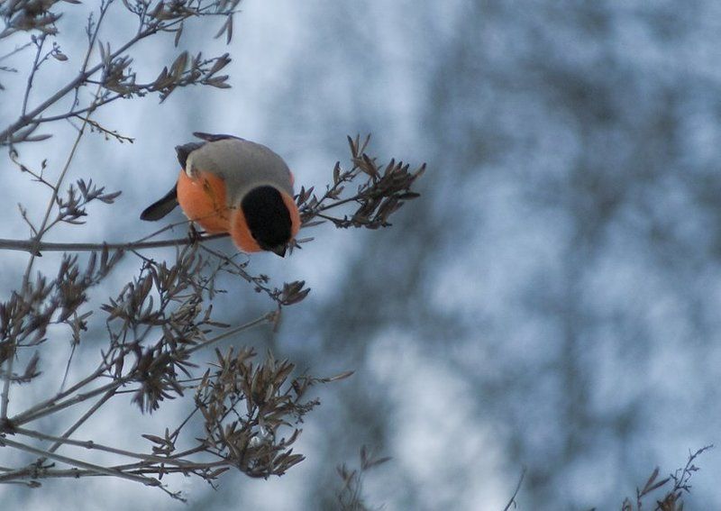 хомяк, он, же, снегирь ХОМЯК фото превью