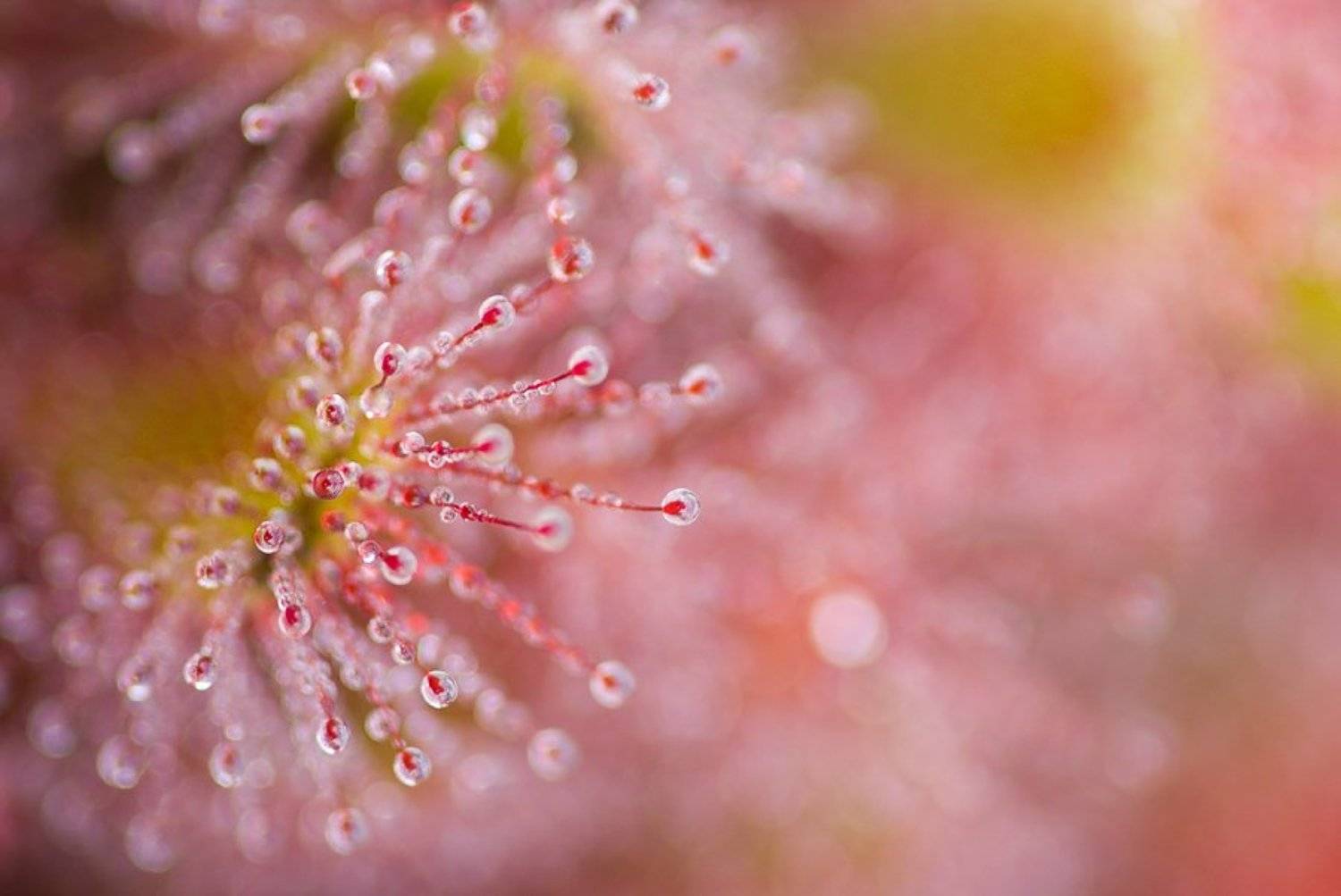 росянка, липучка, макро, Юлия