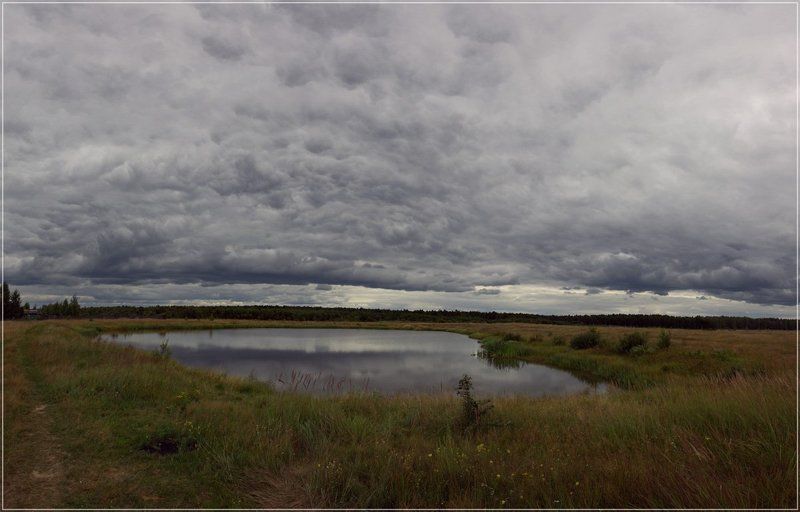 Ромашка фото превью