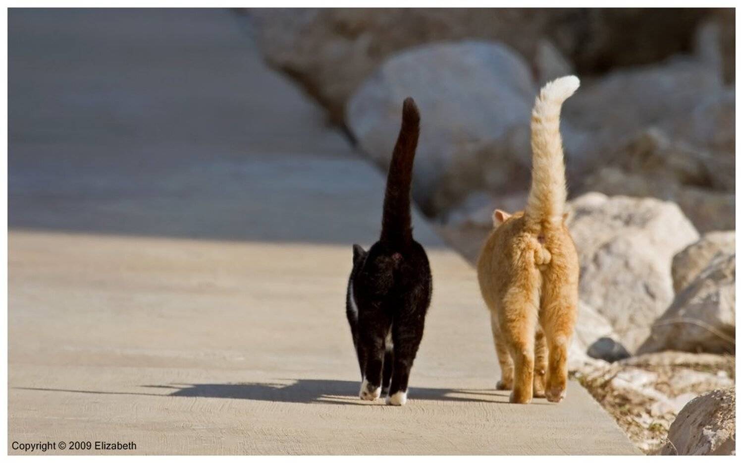 кот, кошка, свидание, прогулка, израиль, Elizabeth Etkind