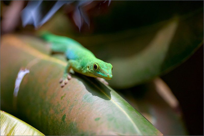 сейшелы,ла диг,ящерица,геккон Живой изумруд фото превью