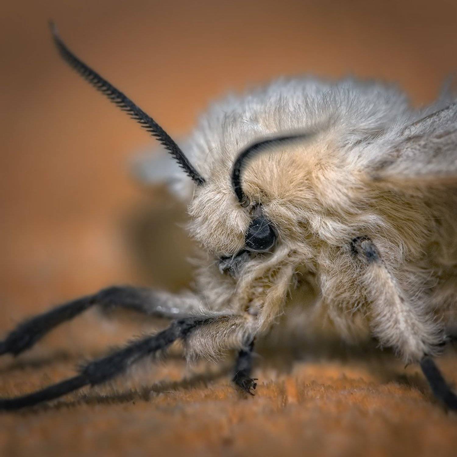 , Андрей Романов