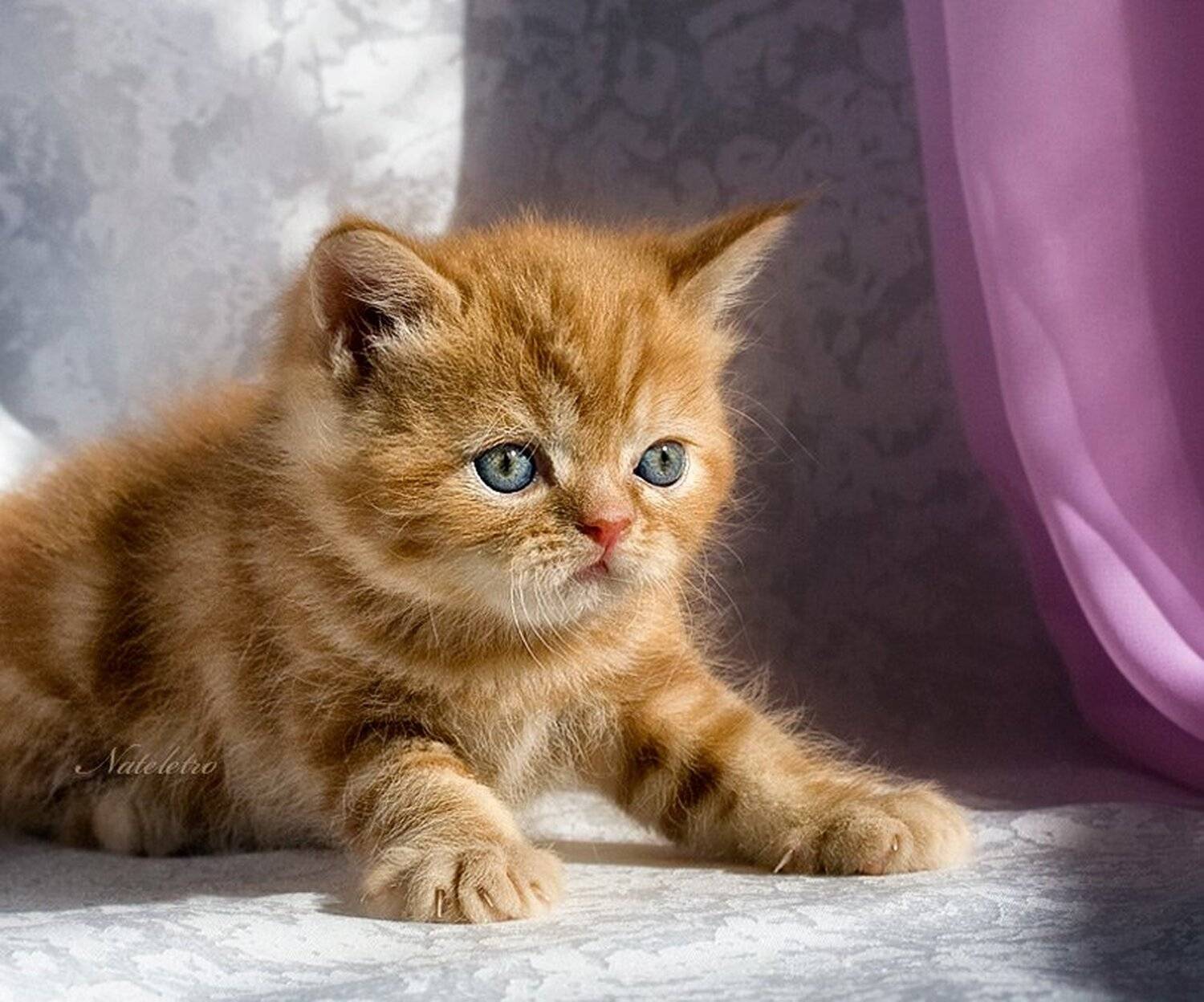 рыжий, экзотический, котик, Nateletro