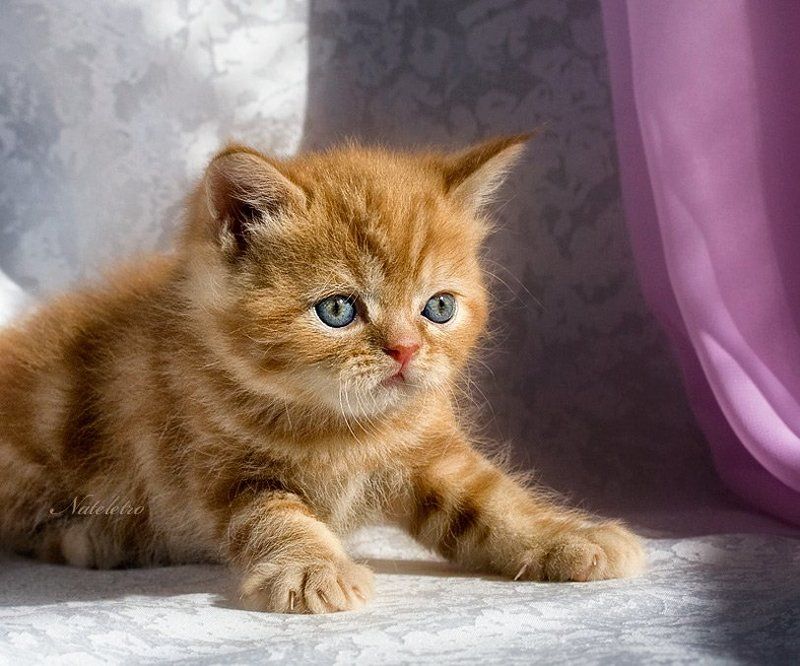 Лисёнок фото превью