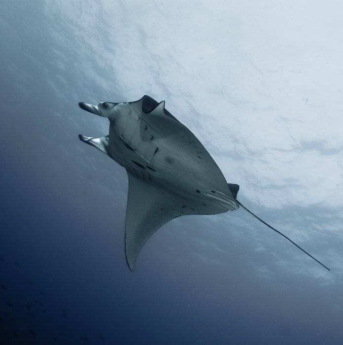 море, манта, mantaray, underwater, Виктор Чистов