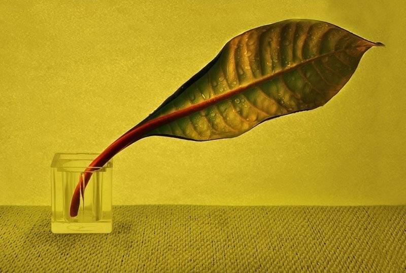 листок,крапли, mariana