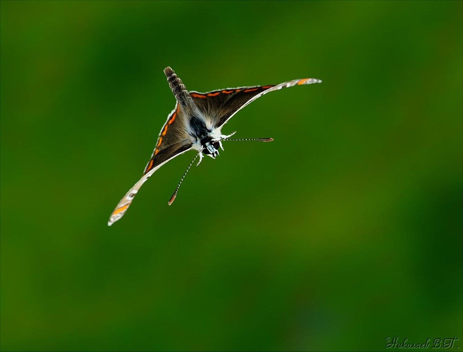 макро, полет, бабочка, голубянка, пируэт, манта, petrovich
