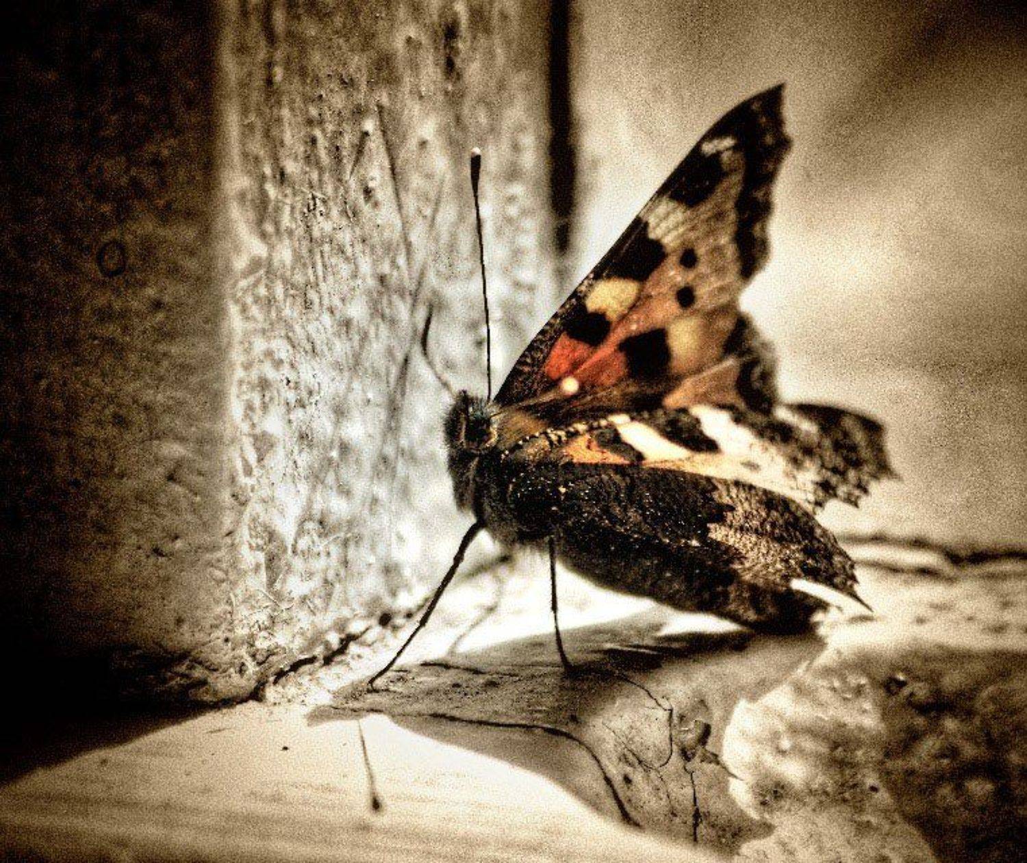 бабочка, прошлое лето