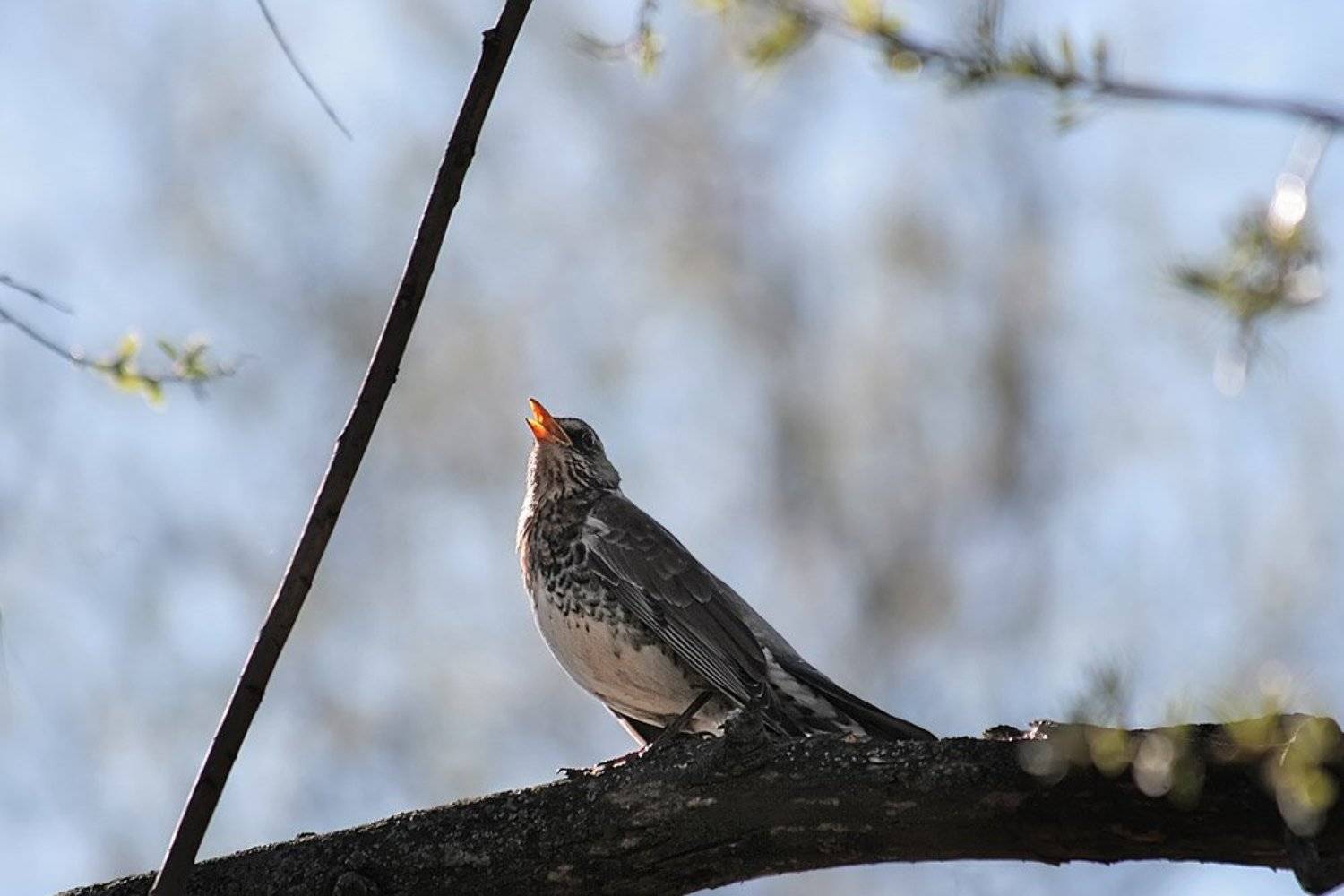 птицы, дрозд 2 мая 2009, nadyk
