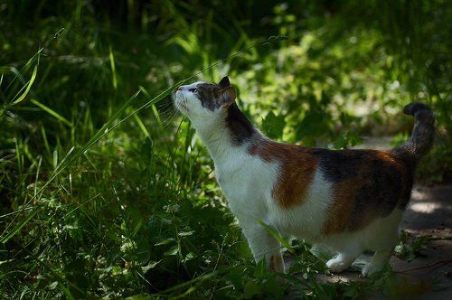 Ну, наконец-то, вот оно, настоящее,  лето... Зелёное, пахучее, а не за окошком где то..