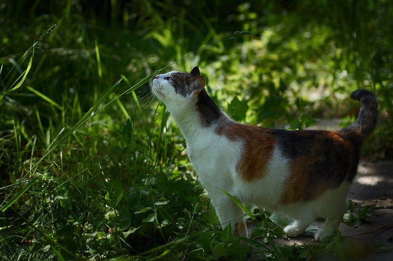 кошка, мря, джульетта, всемирный, день, кошек Ну, наконец-то, вот оно, настоящее,  лето... Зелёное, пахучее, а не за окошком где то.. фото превью