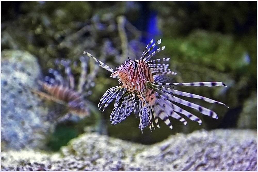 , Борис Пирог