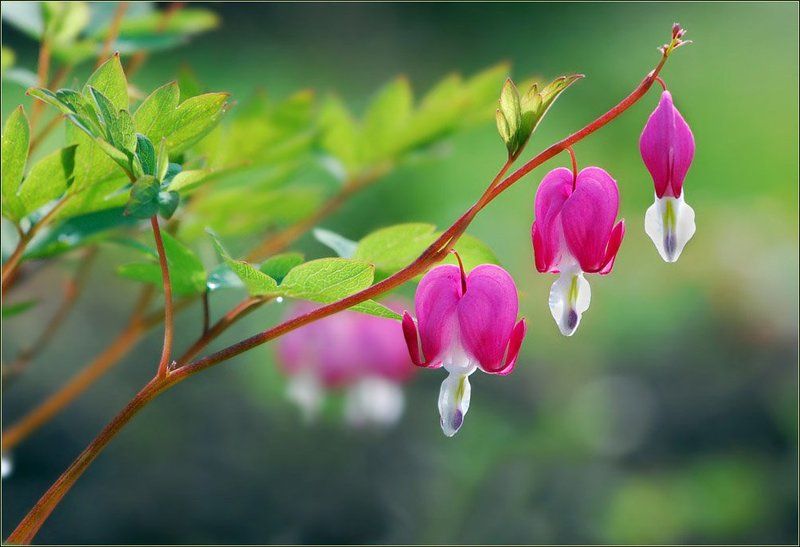 В лучах вечернего солнца фото превью