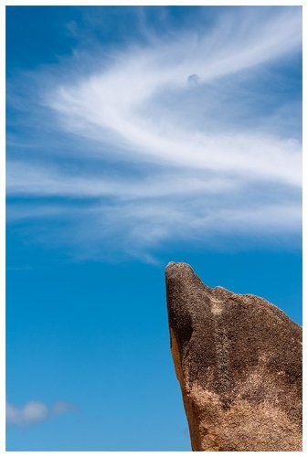 Мечты дельфина