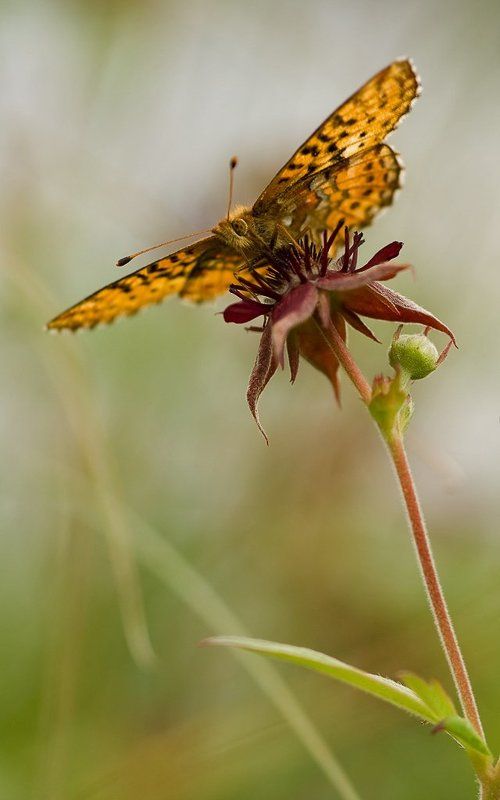 бабочка, болото На самом верху. фото превью
