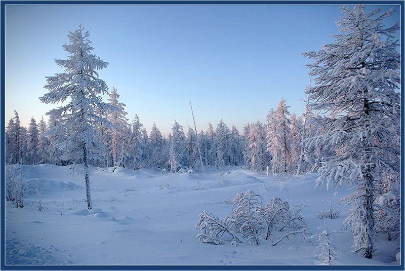 тайга,зима,мороз Февраль фото превью