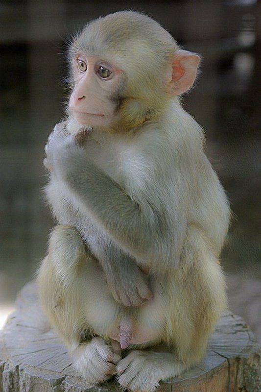 Что делать? ..... Как быть.... фото превью