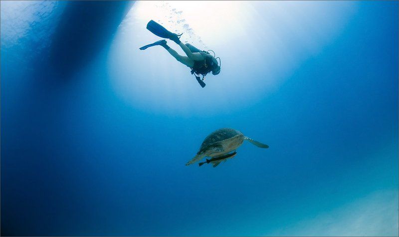 чирипаха Парное плавание фото превью