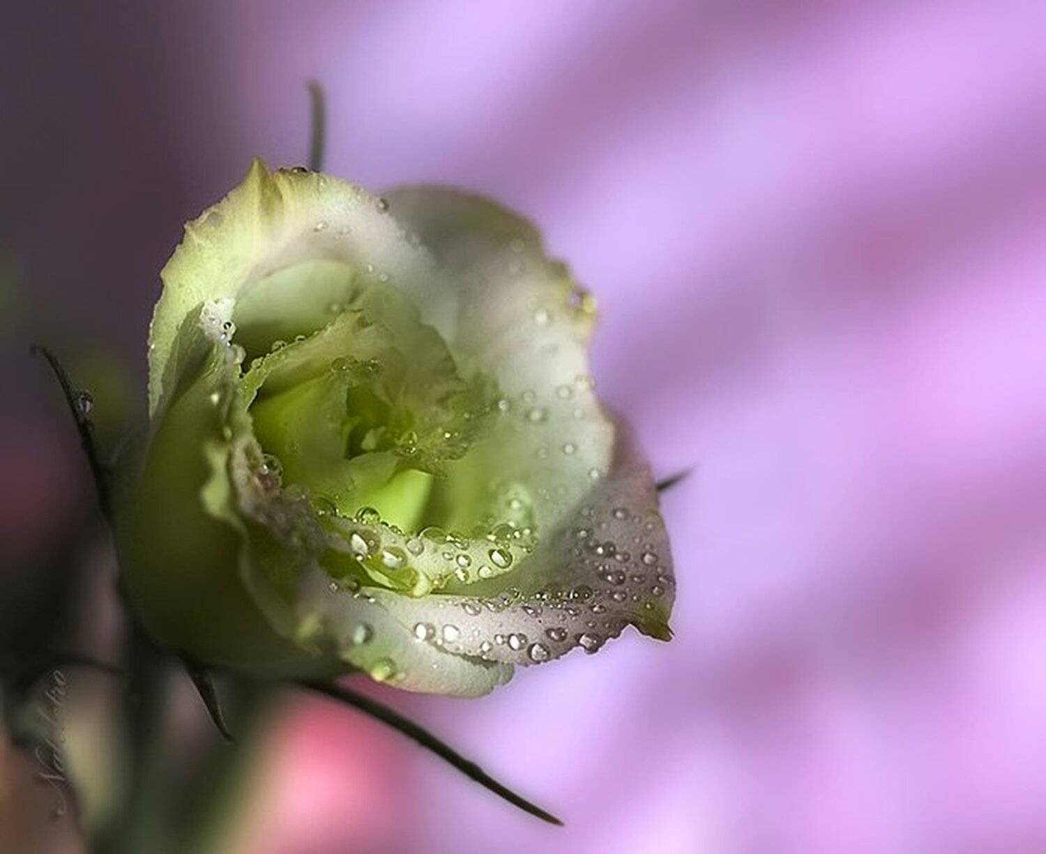 эустома, утро, свет, весна, капельки, нежность, Nateletro