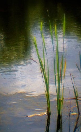 Ветер шуршал осоками... Стройными и высокими..