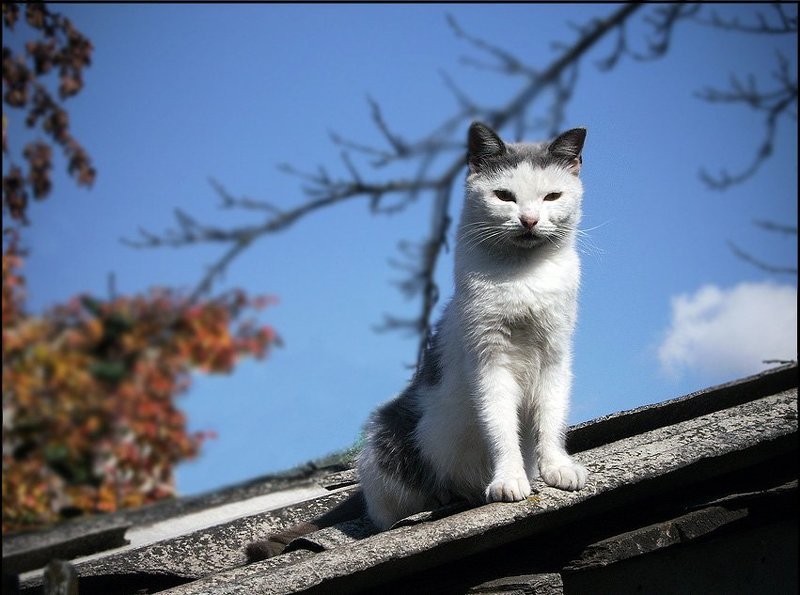 Котопортрет фото превью