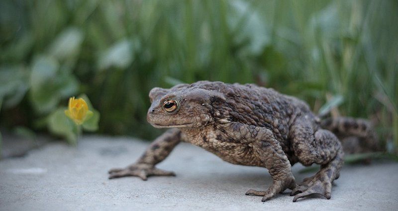 жаба Весеннее пробуждение фото превью