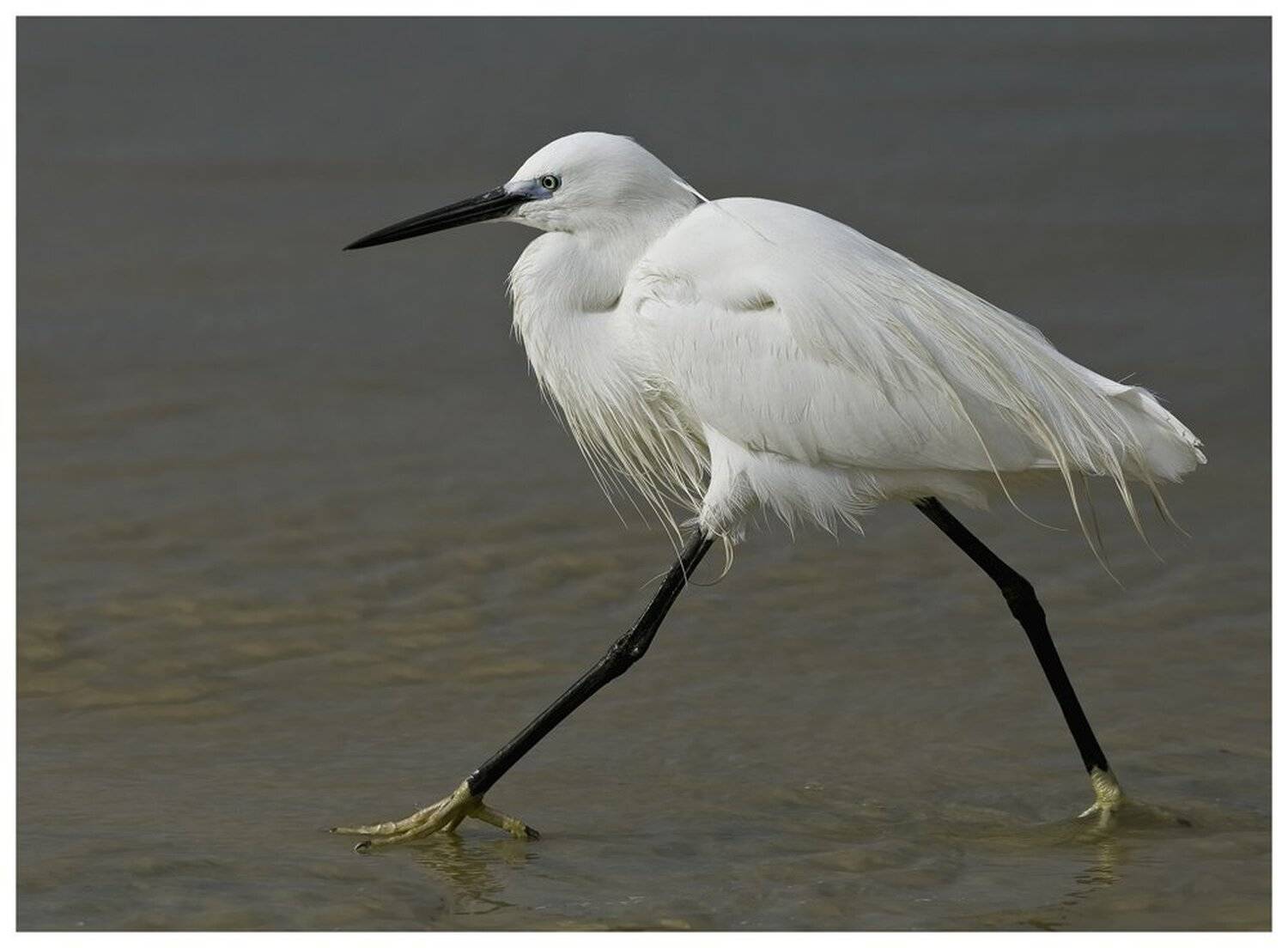 малая, белая, цапля, egretta, garzetta, израиль, Elizabeth Etkind