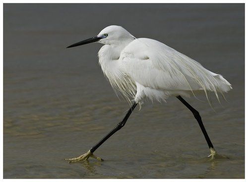 Little Egret