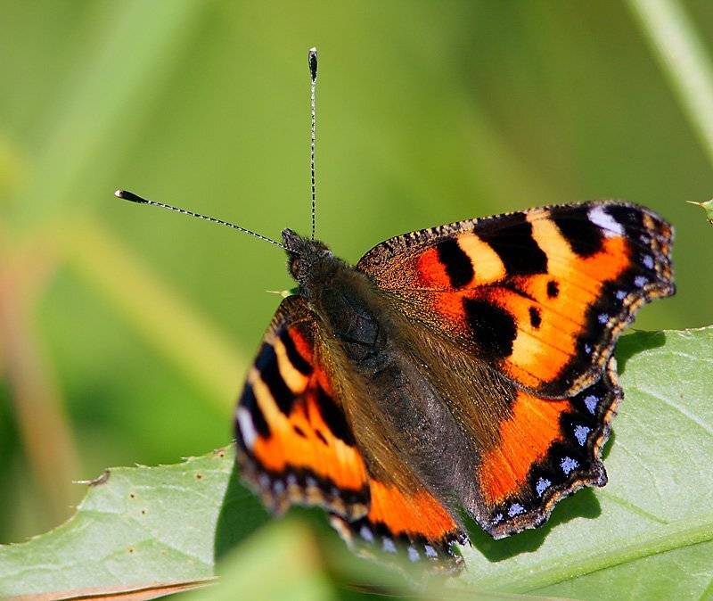 , Сергей Дорохин