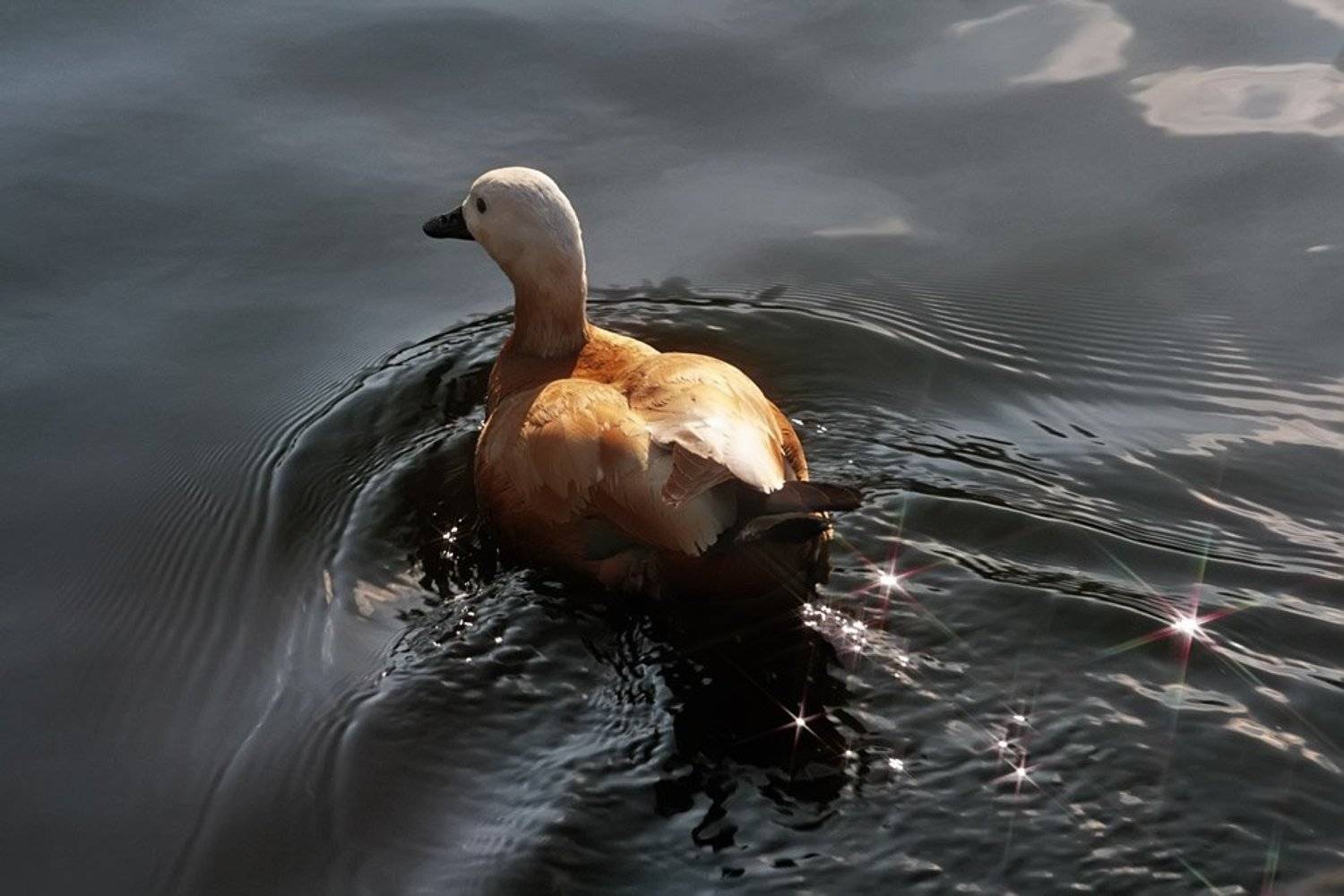 пруд, уточка, вода, nadyk