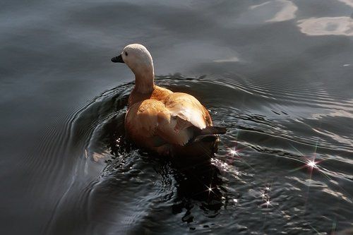 Звёздный путь.. Куда- нибудь...