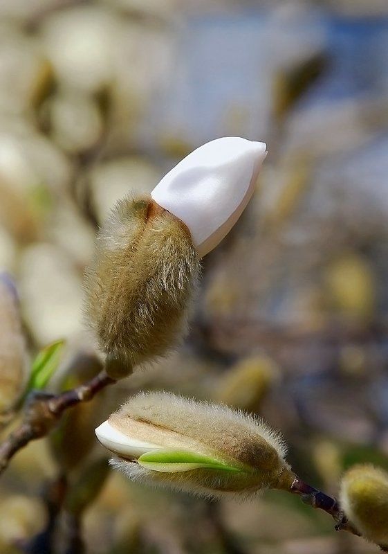 весна,цветы,магнолии О, аромат магнолий... фото превью