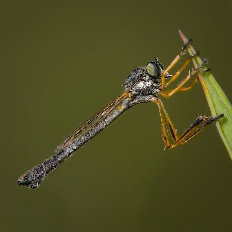 макро, романов КАРАМБА фото превью