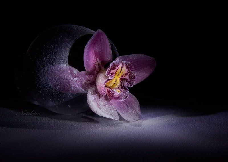 сНежность со вкусом орхидеи... фото превью