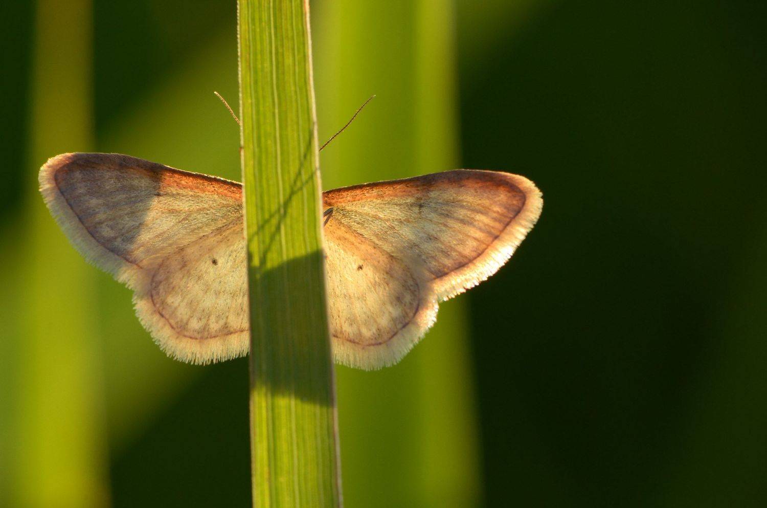 Calamotropha paludella, Бабочка, Вечер, Крылья, Лето, Поле, Скромная, Трава, Травянка рогозовая, Ксения Соварцева