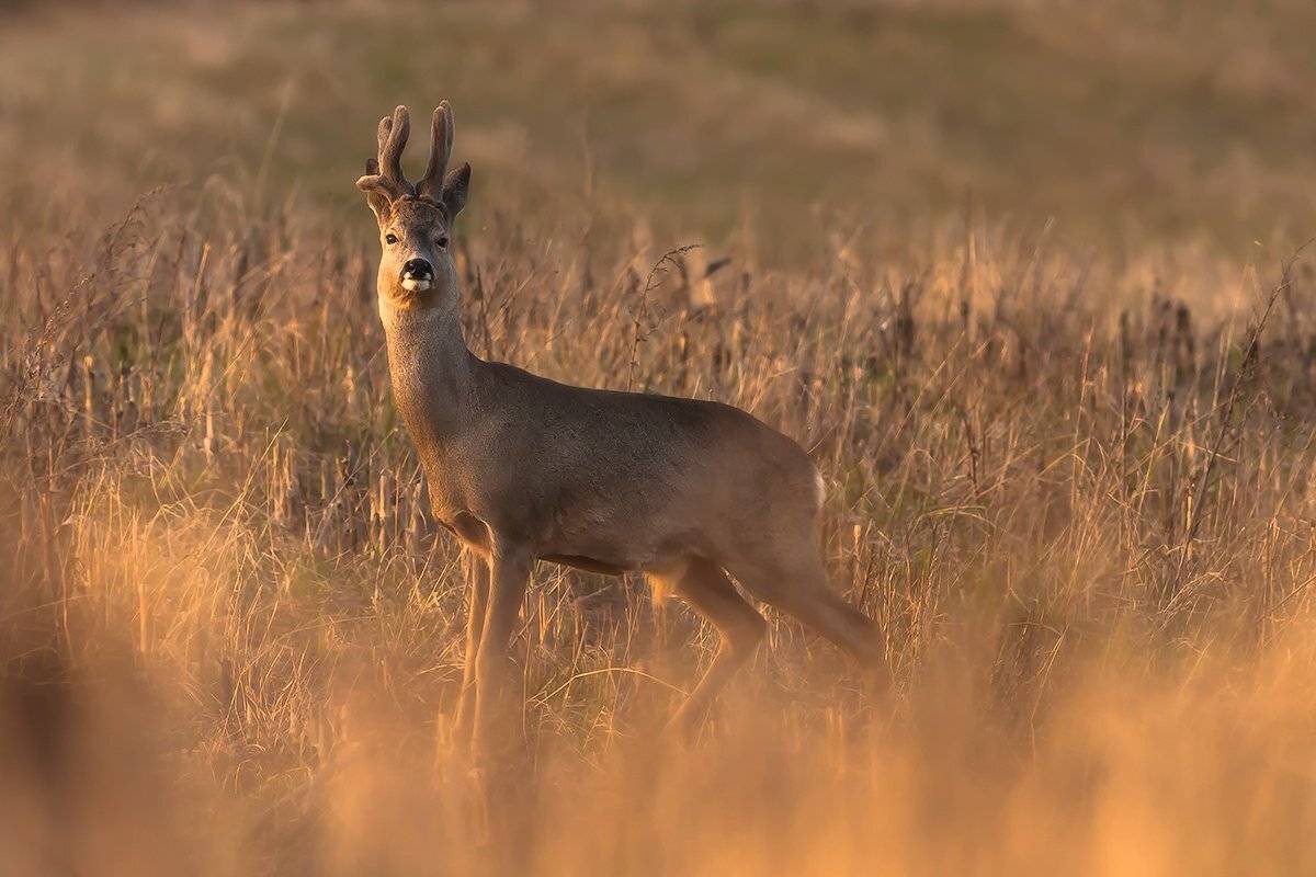 400 5.6, Canon, Deer, Poland, Sokol, Spring, Sun, Łukasz Sok&oacute;ł