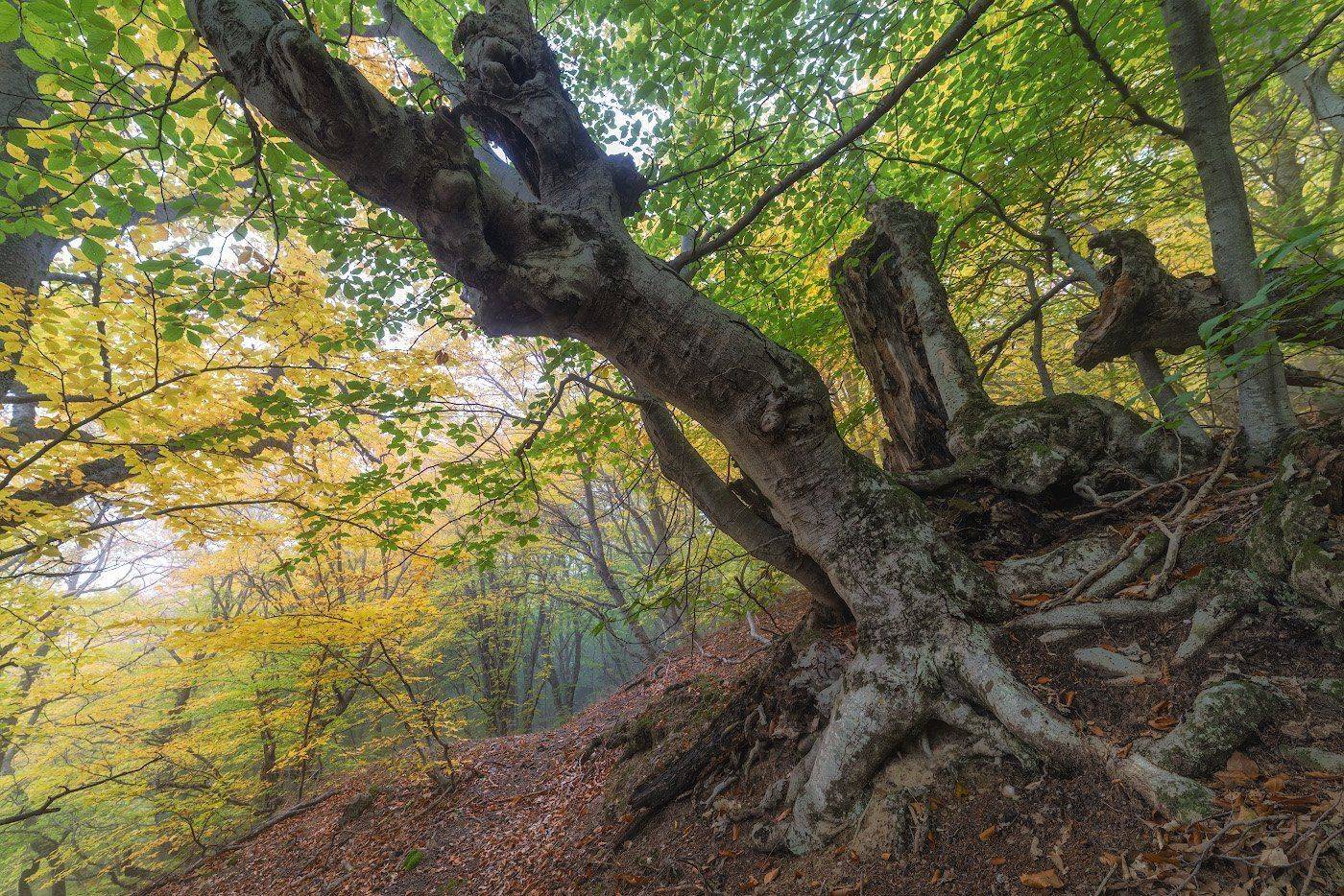Дерево, Лес, Осень, Природа, Dmitriy  Baginskiy