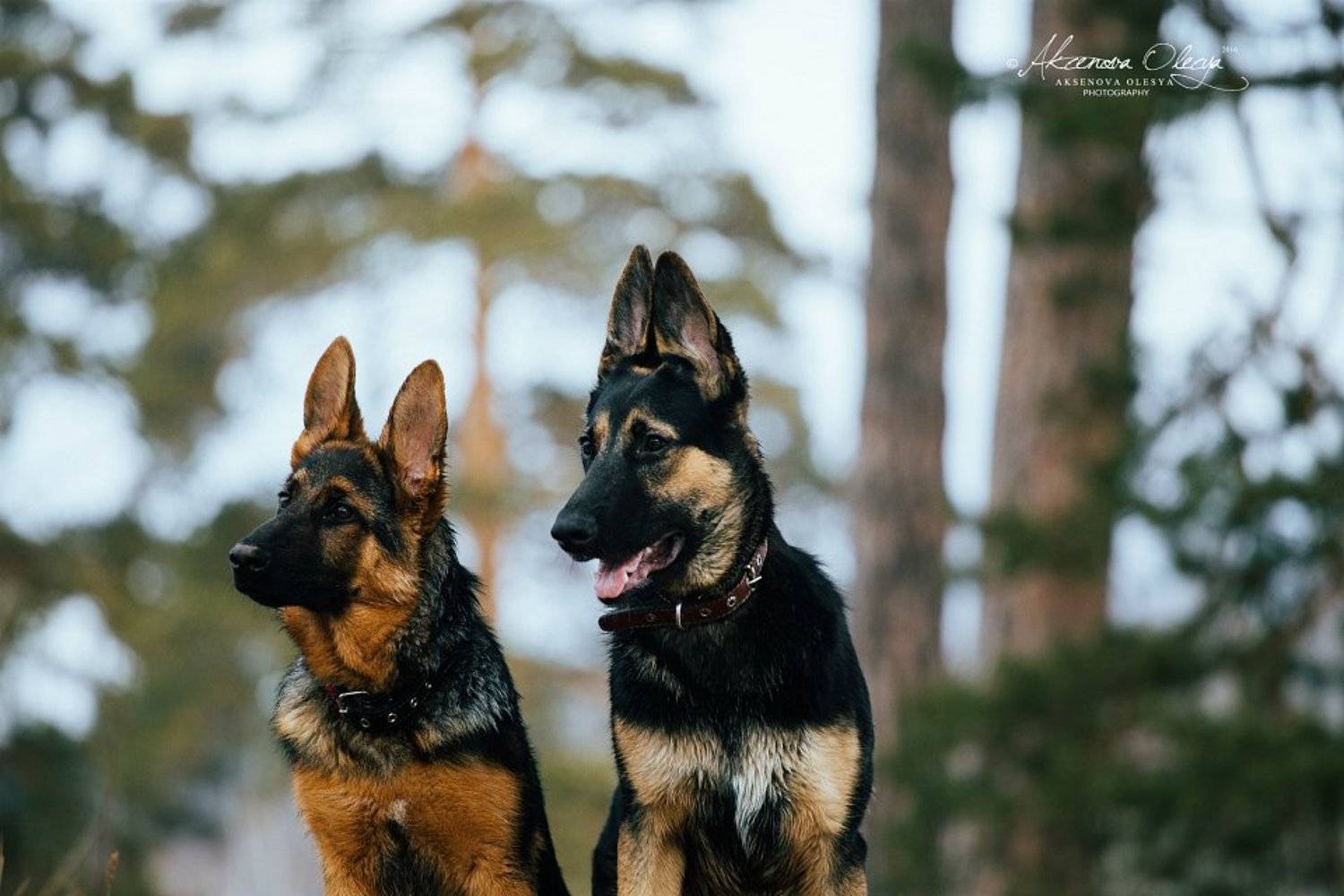 , Аксёнова Олеся