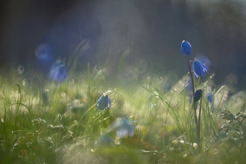 Утро с пролесками... фото превью