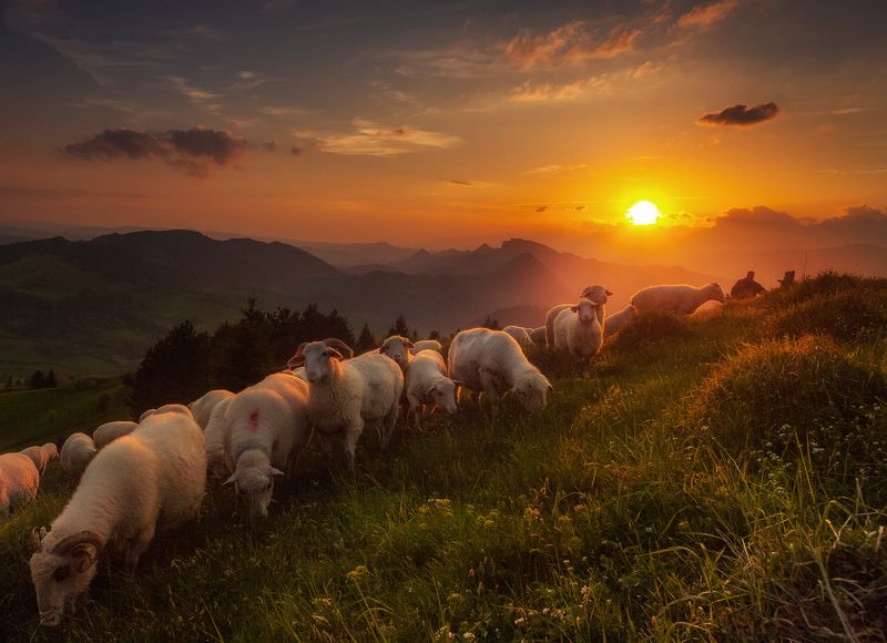 Sheeps фото превью