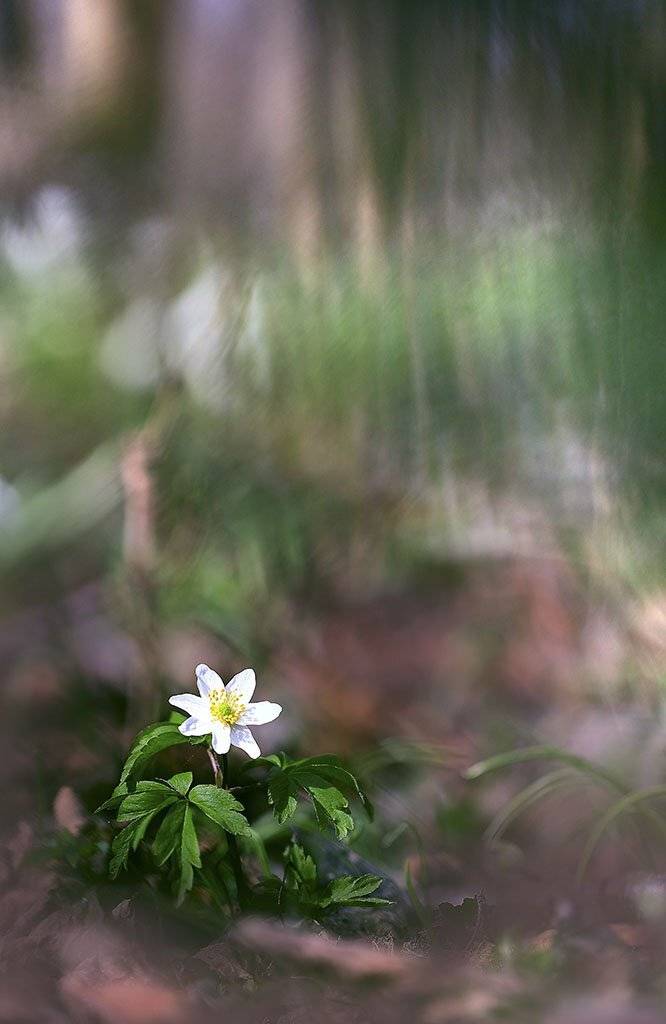 Цветы,белый,желтый,весна,солнечно,лес,мох,свет,листья,зеленые,коричневые,ранняя,весенний,красивые,фон., Виктор